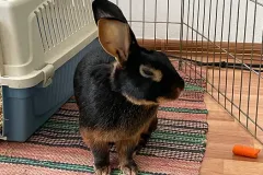 ab57bf_24d15e2d75b446e69f86c73ebd052009_mv2