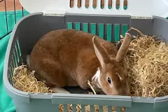 ab57bf_73655d8c79234eb8be65f8ae38db2081_mv2